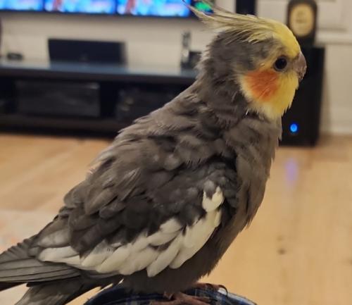 Lost Unknown Bird last seen Tenth Line & Thomas (Mississauga), Mississauga, ON L5M