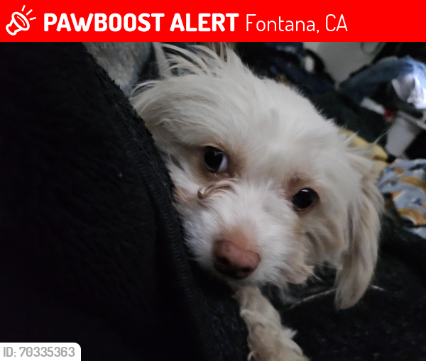 Lost Female Dog last seen San bernadino Ave and Date street, Fontana, CA 92335