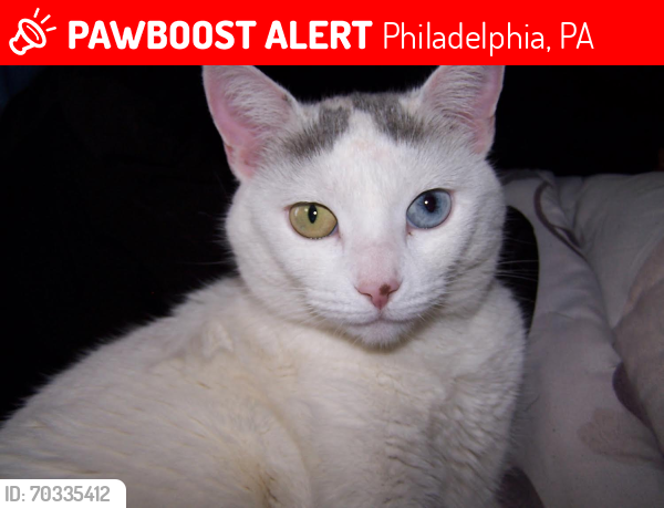 Lost Female Cat last seen Castor ave and solly ave , Philadelphia, PA 19152