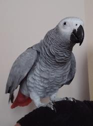 Lost Female Bird last seen Owl Hole Gap Rd, Grainger County, TN 37861