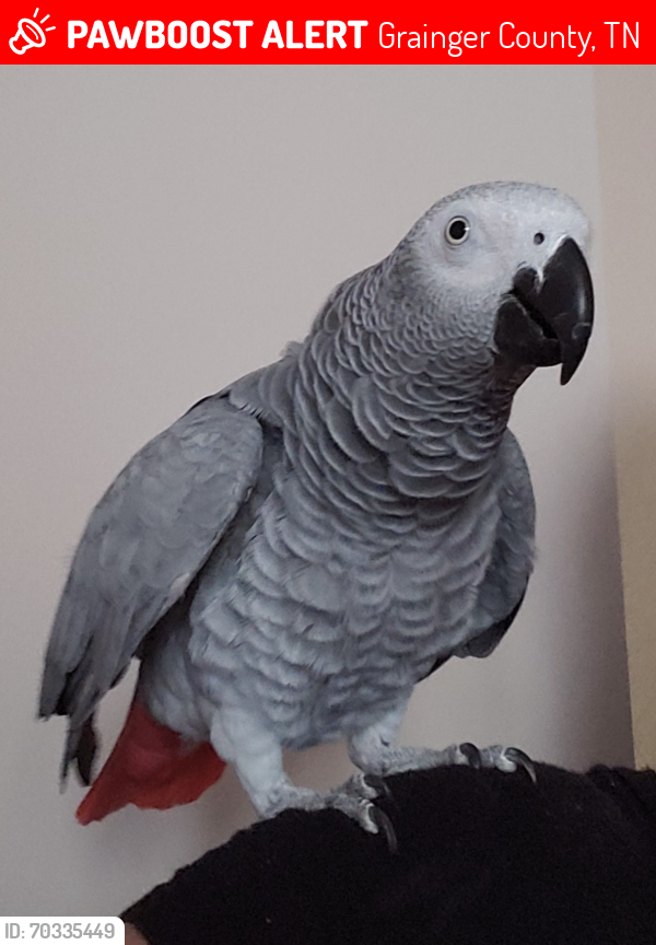 Lost Female Bird last seen Owl Hole Gap Rd, Grainger County, TN 37861