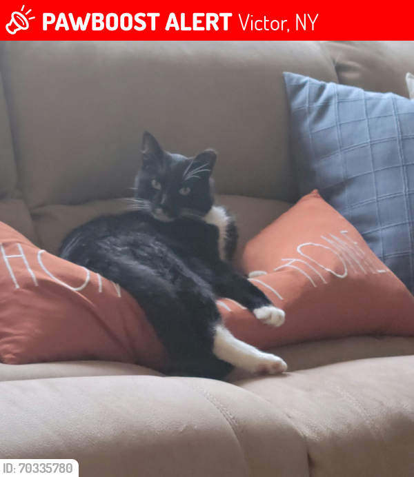 Lost Female Cat last seen willowbrook, Victor, NY 14564