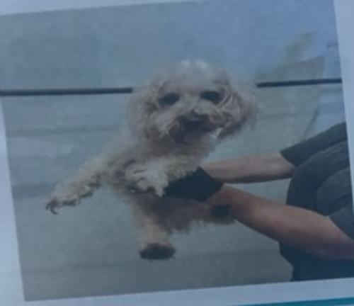 Lost Male Dog last seen City motel, Fresno, CA 93721