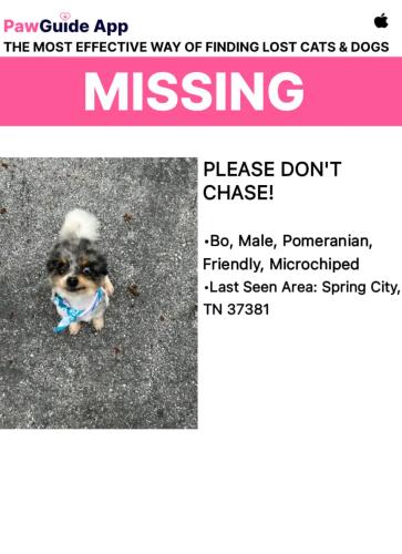 Lost Male Dog last seen Near Pocahontas Ave spring city tn 37381, Spring City, TN 37381