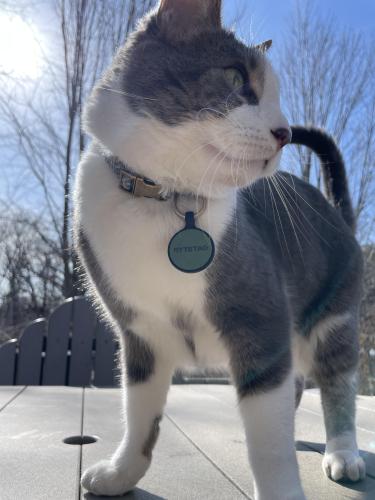 Lost Male Cat last seen 93rd & Highway 3, Inver Grove Heights, MN 55077