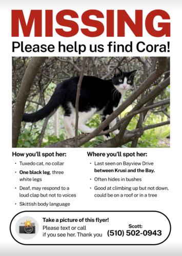 Lost Female Cat last seen Bayview dr and Otis dr , Alameda, CA 94501