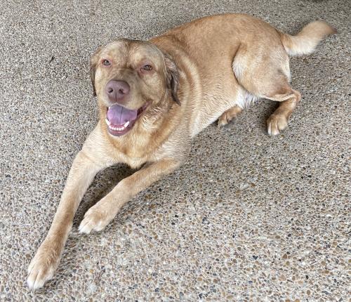 Lost Male Dog last seen FM 14 & County Road 3286, Quitman, TX 75783