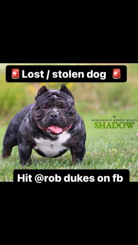 Lost Male Dog last seen Near , Columbus, OH 43211