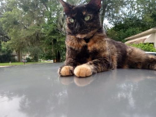 Lost Male Cat last seen Near Maynard St Jacksonville FL 32208, Jacksonville, FL 32208