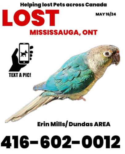 Lost Unknown Bird last seen Sherwood Forrest Circle , Mississauga, ON L5K