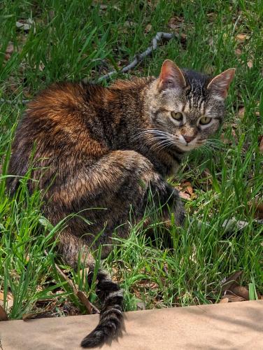 Lost Female Cat last seen Mocha Trail and Ruby Red Drive, Willow Run neighborhood , Austin, TX 78728