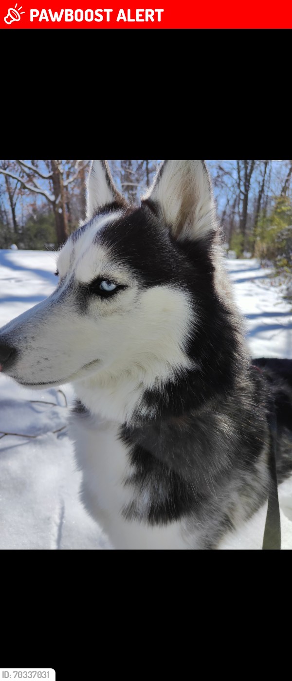 Lost Female Dog last seen Macon Rd and Pisgah rd, East Central Shelby, TN 38028