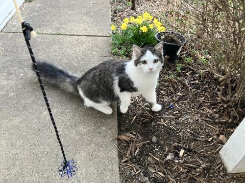 Lost Male Cat last seen Watt Str and N Washington St, Circleville, OH 43113