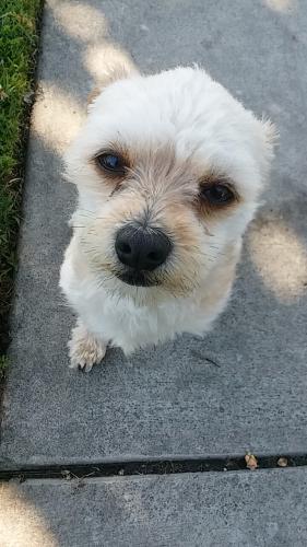 Lost Male Dog last seen Bristol and edinger , Santa Ana, CA 92707