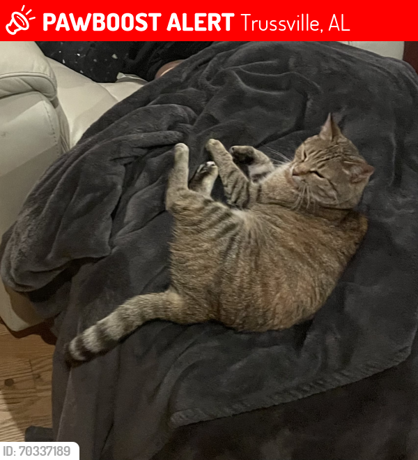 Lost Female Cat last seen Near Meadowview drive, Trussville, AL, Trussville, AL 35173