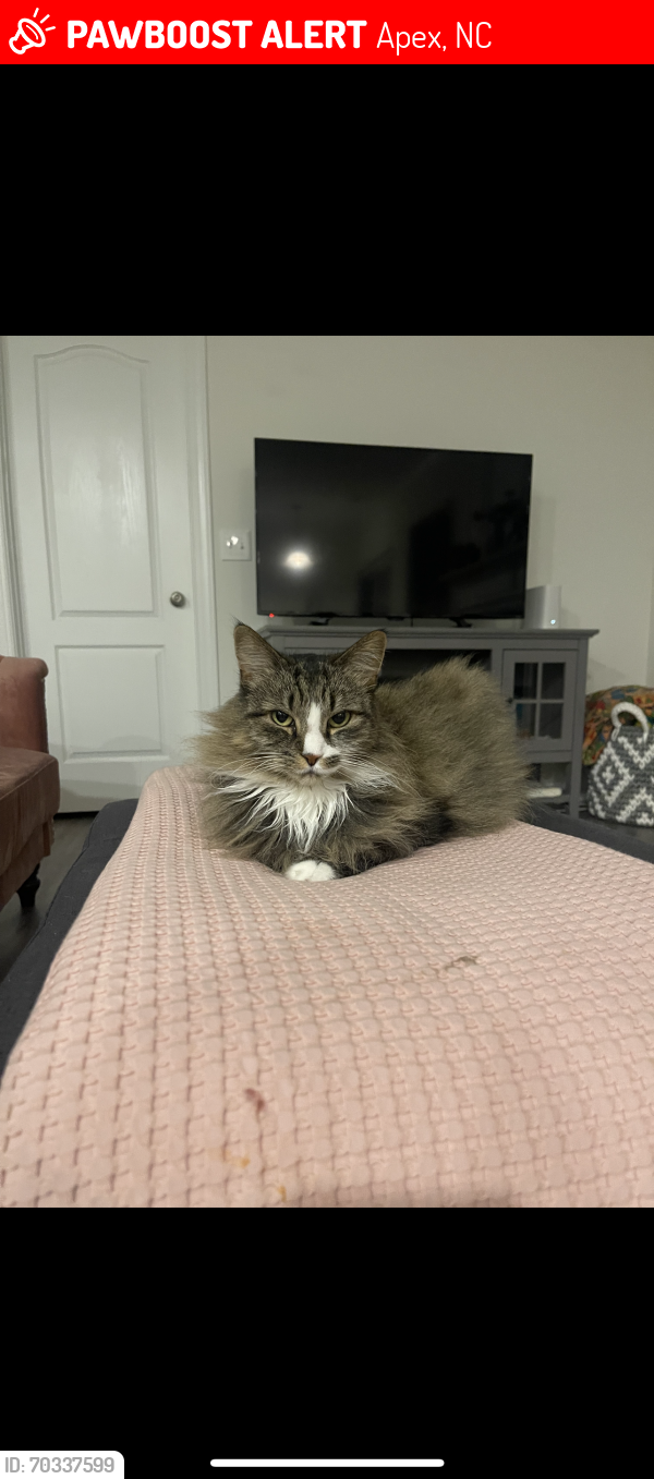 Lost Female Cat last seen Apex barbecue and kinship lane , Apex, NC 27502