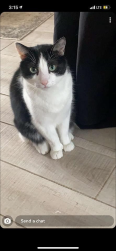 Lost Male Cat last seen Cottage grove , Cottage Grove, MN 55016