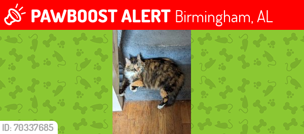 Lost Female Cat last seen Watson & Gaylon Street, Birmingham, AL 35235