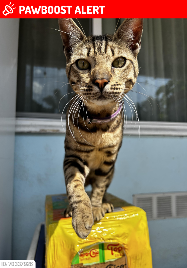 Lost Male Cat last seen south side drive , East Los Angeles, CA 90022