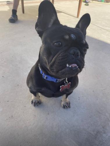 Lost Female Dog last seen 95th St and Manhattan Place , Los Angeles, CA 90047