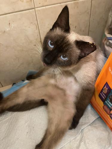 Lost Male Cat last seen Coral ridge and 30th St Coralspings , Coral Springs, FL 33065