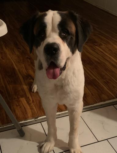 Lost Male Dog last seen 103rd and central, Los Angeles, CA 90002