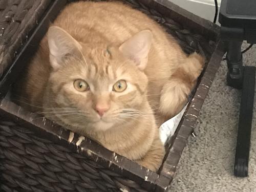 Lost Male Cat last seen Near Hickory Grove Rd/ off of Tomlin Rd, Harmony, NC 28634