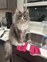 Lost Male Cat last seen Cove West, Westshore drive , Moses Lake, WA 98837