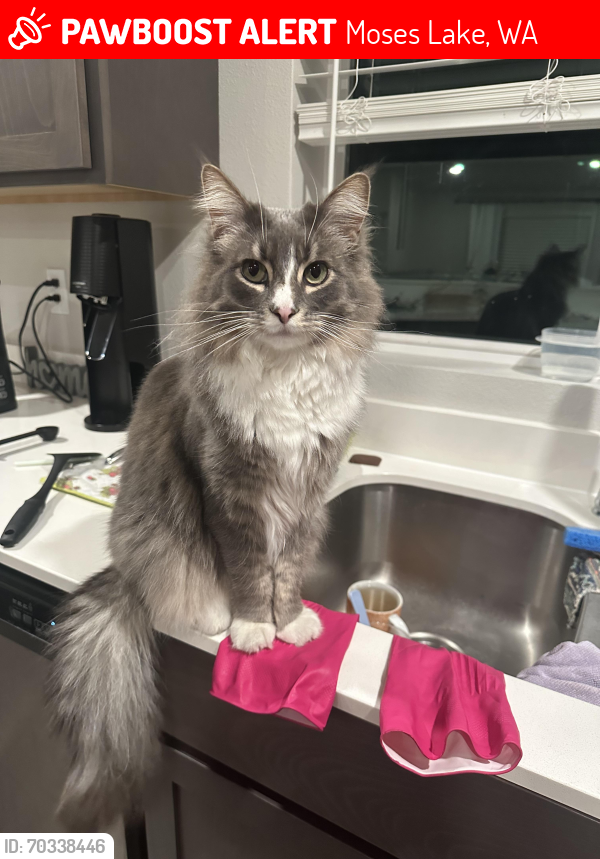 Lost Male Cat last seen Cove West, Westshore drive , Moses Lake, WA 98837