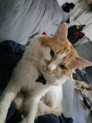Lost Male Cat last seen Rolston and Ross ave, Norwood, OH 45212