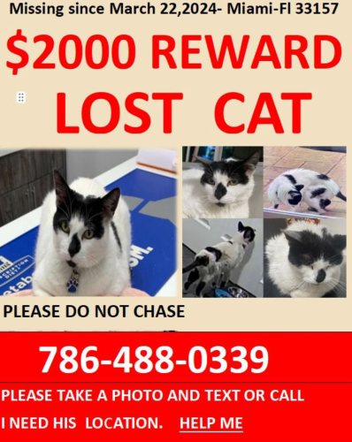 Lost Male Cat last seen Miami-Dade County, Miami, FL 33157