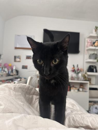 Lost Male Cat last seen 115av and 220th st , Queens, NY 11411