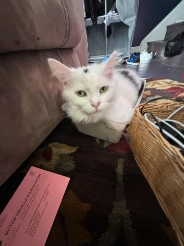 Lost Female Cat last seen Champion, Cleveland, OH 44111