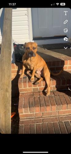 Lost Male Dog last seen Benton point, Angier, NC 27501
