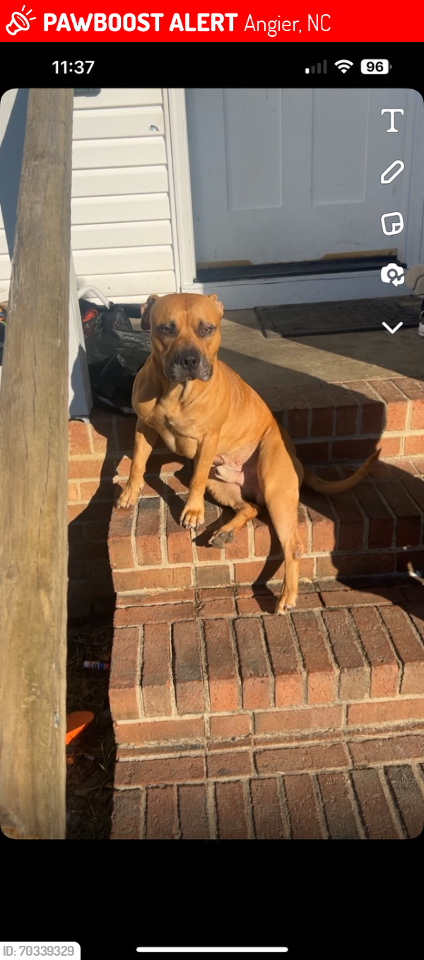Lost Male Dog last seen Benton point, Angier, NC 27501