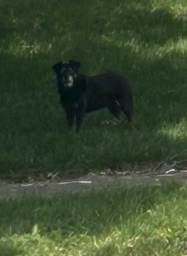 Lost Unknown Dog last seen Reynoldsburg OH, Reynoldsburg, OH 43068