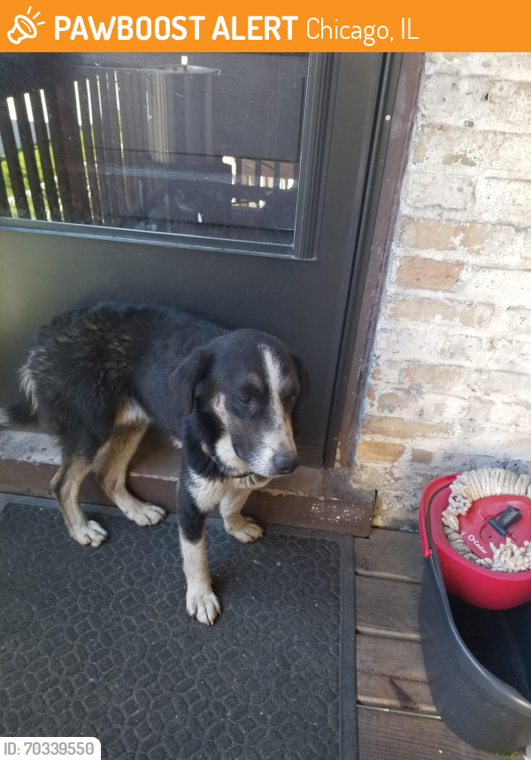 Chicago, IL Stray Male Dog Found Near 26th and Pulaski PawBoost