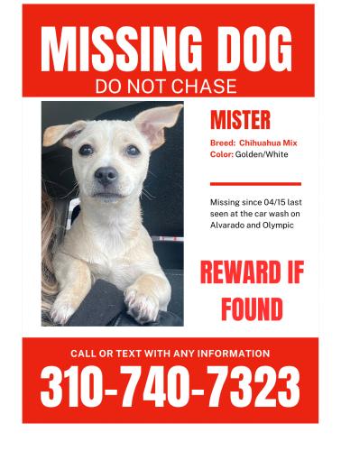 Lost Male Dog last seen Olympic and Alvarado at care wash, Los Angeles, CA 90006