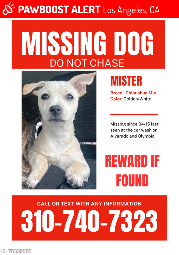 Lost Male Dog last seen Olympic and Alvarado at care wash, Los Angeles, CA 90006
