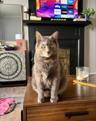 Lost Female Cat last seen Across from Francis Sigmon park , Conover, NC 28613