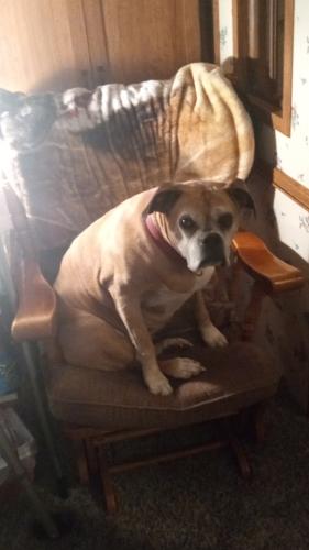 Lost Female Dog last seen US -60, Breckinridge County, KY 40178