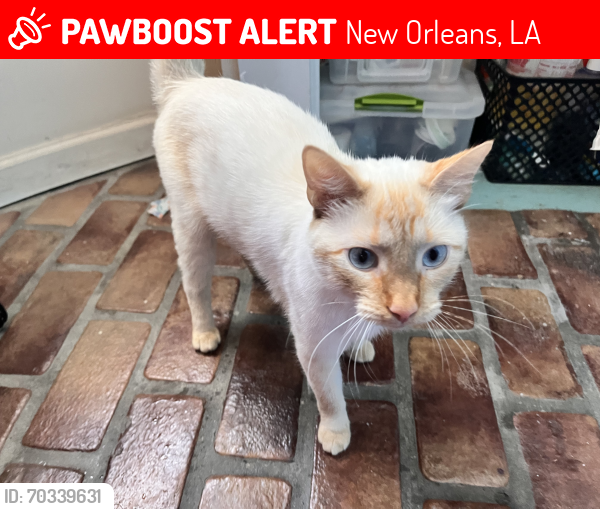 Lost Male Cat last seen st claude avenue, New Orleans, LA 70117