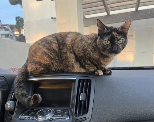Lost Female Cat last seen Palisade Street and Overlook Ave, Hayward, CA 94541