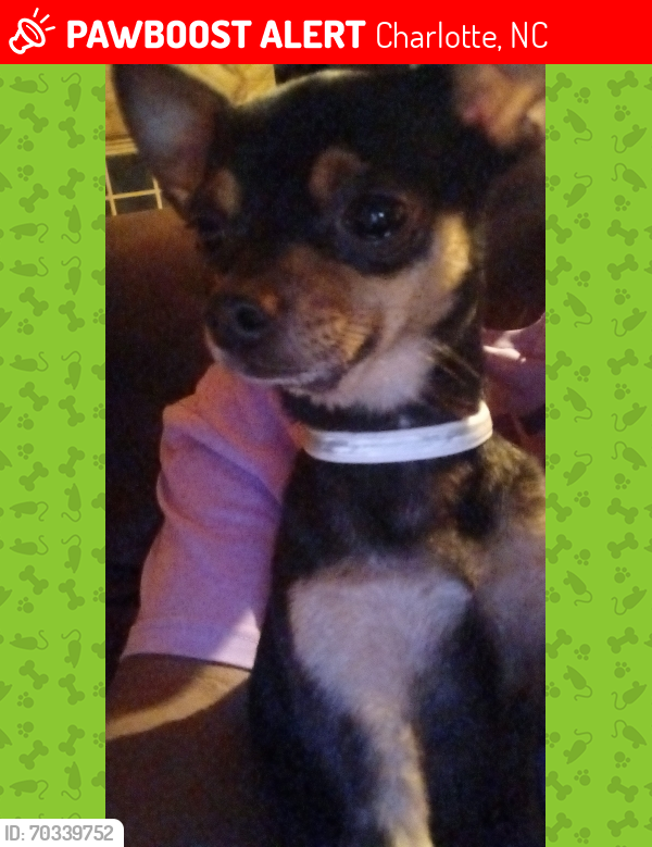 Lost Male Dog last seen Chapelton  Dr and Rhyne Rd, Charlotte, NC 28214