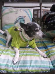 Reunited Female Dog last seen Cricket Lake Village and 44, Eustis, FL 32726