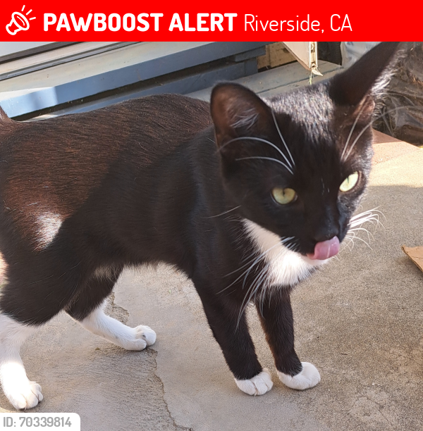 Lost Male Cat last seen Near Garfield ST and 8800 California Ave, Riverside, CA 92503