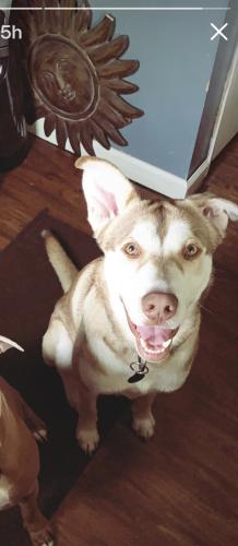 Lost Male Dog last seen Harbison/Walma, Indianapolis, IN 46219