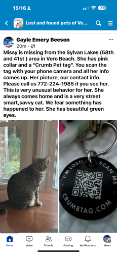 Lost Female Cat last seen Sylvin Lakes , 58th and 41st streets, Vero Beach, Vero Beach, FL 32966