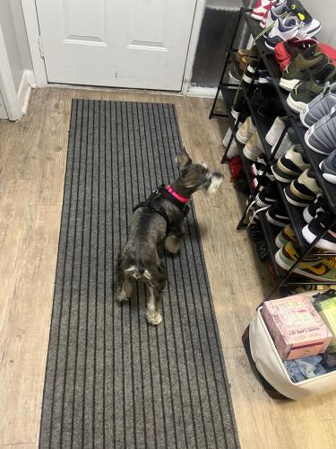 Lost Female Dog last seen Commercial blvd, North Lauderdale, FL 33319