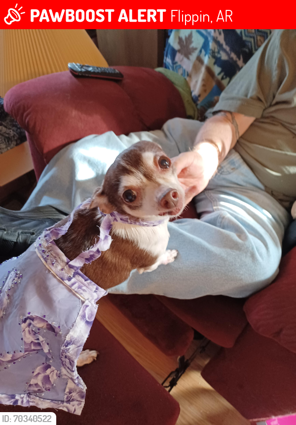 Lost Female Dog last seen Davlit lane, Flippin, AR 72634